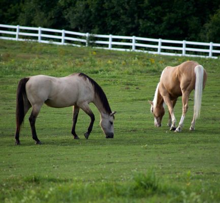 Paard eet stal leeg 2