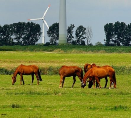 Paard eet stal leeg 3