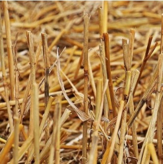 Verschil hooi en stro - Stro